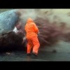 Dead Sperm Whale Explodes – Graphic Content !!