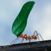 Worker_ant_carrying_leaf