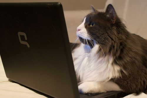 1024px-Cat_on_laptop_-_Just_Browsing