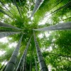 Chinese-Bamboo-Tree