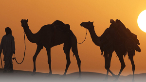 arab camels