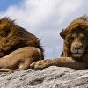 Lions_on_rock-2