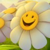 happy-daisy