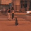 Humans And A Dog Were Waiting On The Traffic Light To Cross The Street Then Unexpected Happened…. Watch !!