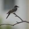 bird-on-a-branch-kathi-isserman