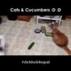 The First Cat Fly By Seeing Cucumber!!